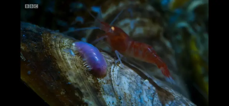 Caridean shrimp (Alvinocaris stactophila) as shown in Blue Planet II - The Deep